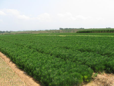 莒南黑松繁育基地