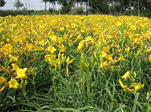 天津薊縣藍海苗木場