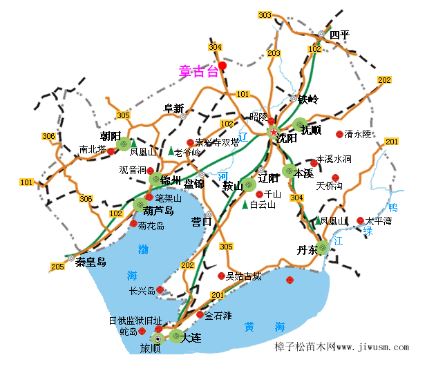 三北樟子松苗圃