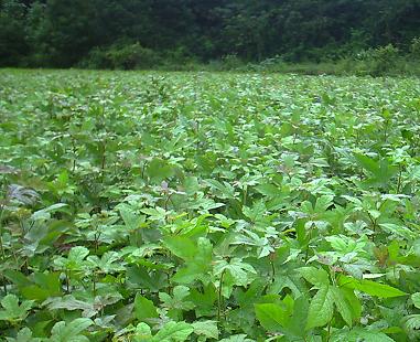 江西省奉新縣會埠鎮(zhèn)張家千畝花木基地