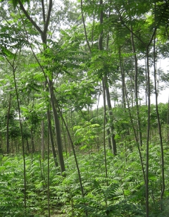 河北苗木華北第一苗木基地保定苗圃