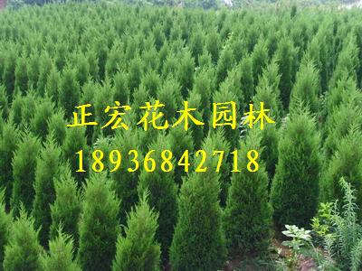 江蘇正宏花木園林苗木基地