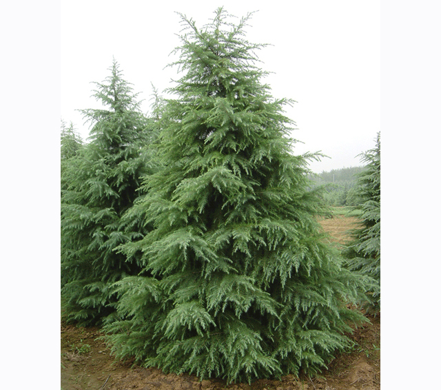 南京維華苗圃