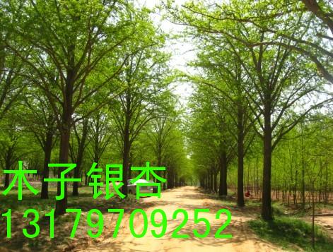 木子銀杏苗木基地