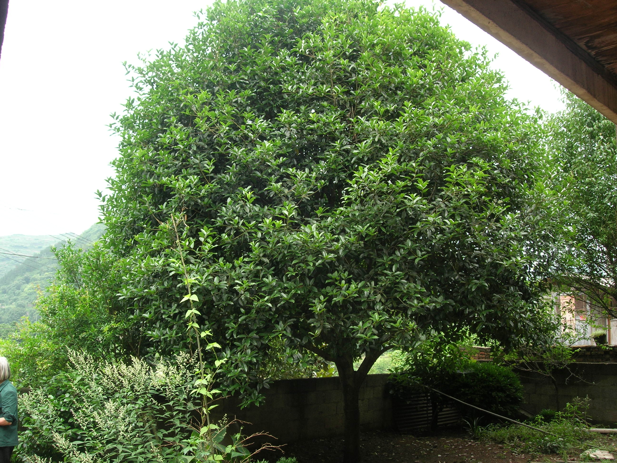 新昌奇特苗木基地