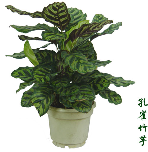 江蘇大鴻花木交易中心