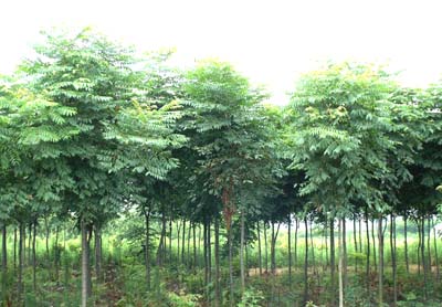 河南鄢陵花木花卉場