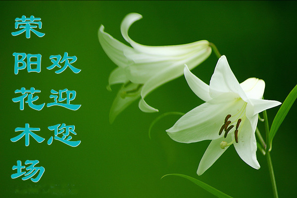 福建榮陽(yáng)花木場(chǎng)