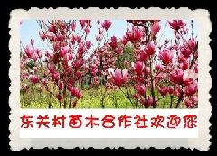 東關(guān)村軍輝苗木合作社