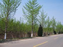 魯南銀杏苗木基地