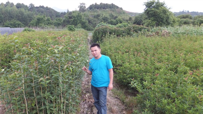 龍巖宗旺四季紅桂花基地