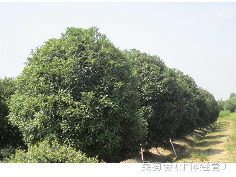 肥西縣紫蓬鎮(zhèn)杜崗苗圃場(chǎng)