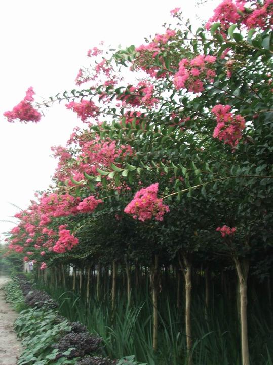 九江苗木種植基地