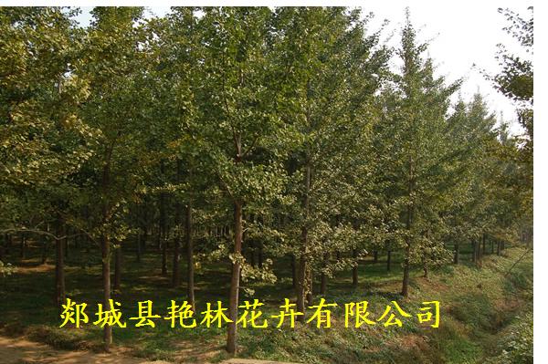 鮮艷森林盆景園藝場(chǎng)