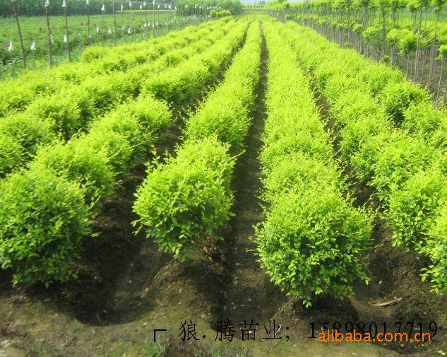 河北保定市綠坡花卉苗木基地