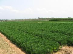 莒南恒源黑松基地
