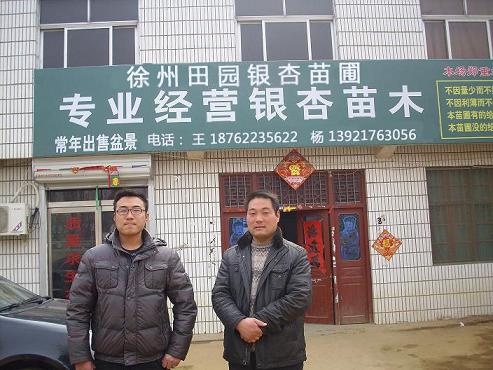 徐州田園銀杏苗圃