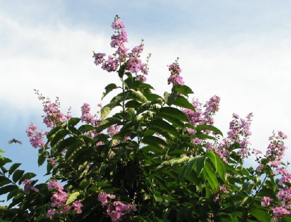 沭陽縣恒通花卉苗木園藝場