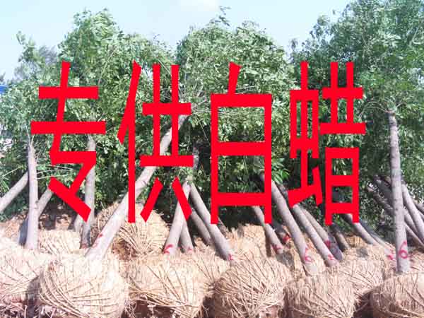 山東濱州景園苗木公司