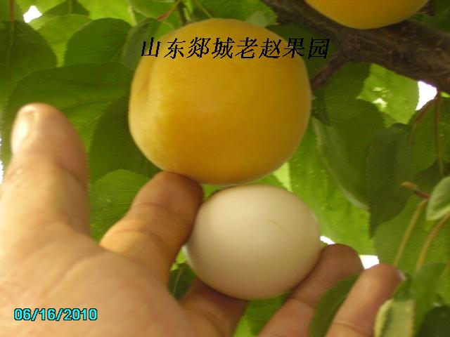 山東郯城綠化苗木公司
