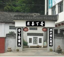 紹興市利民紅豆杉占地苗低價(jià)批發(fā)基地