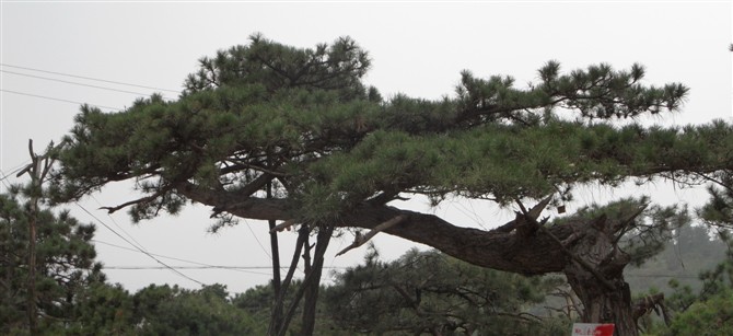 山東陽光松樹觀賞園