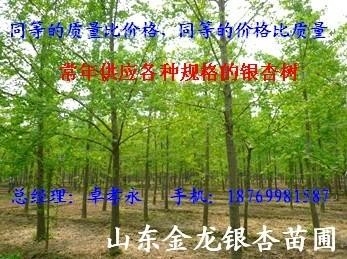 金龍銀杏推廣基地