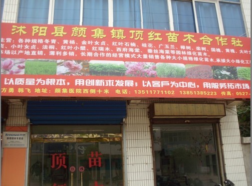 沭陽(yáng)縣頂紅花卉園藝場(chǎng)