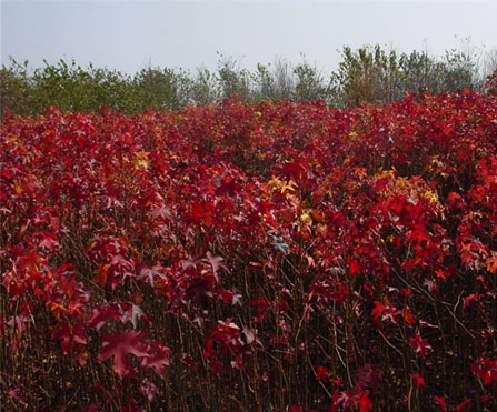 昆明陽光花卉公司