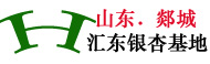 山東匯東銀杏苗木培育基地