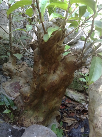 廣西河池百年紫薇樹樁供應園