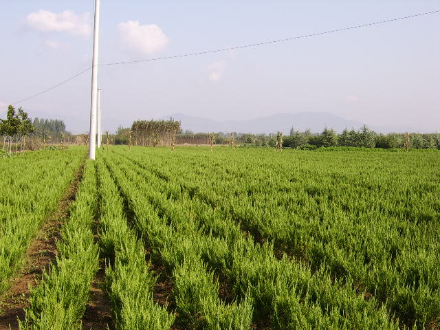 蕭山飛翔苗木基地