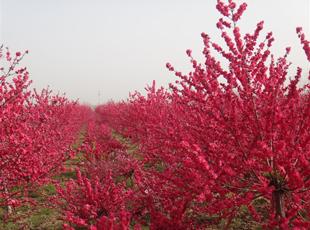 山東遠(yuǎn)大苗木實(shí)業(yè)有限公司