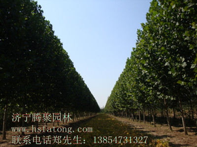 濟(jì)寧騰聚園林基地
