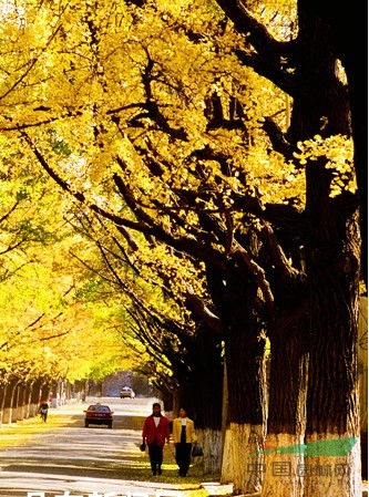 山東郯城紅喜銀杏基地 