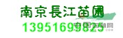 南京長江雪松苗圃
