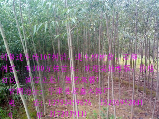 寧津縣宏鑫木器廠