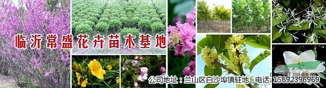 臨沂常盛花卉苗木基地