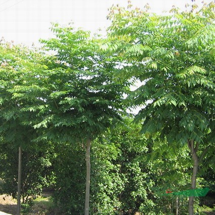 河南鄢陵欒樹基地
