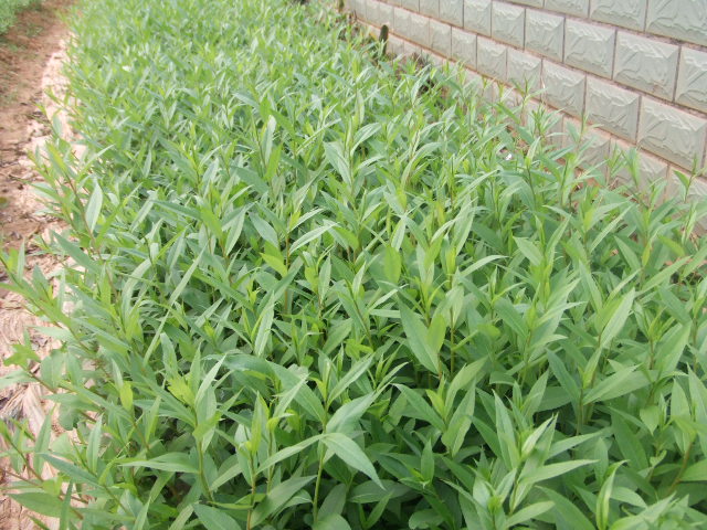 福建青源花木基地