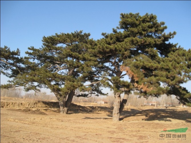 全景綠化公司