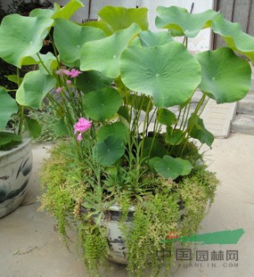 徐州荷香園