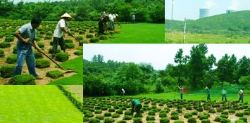 江蘇句容市誠(chéng)信草坪苗木種植基地
