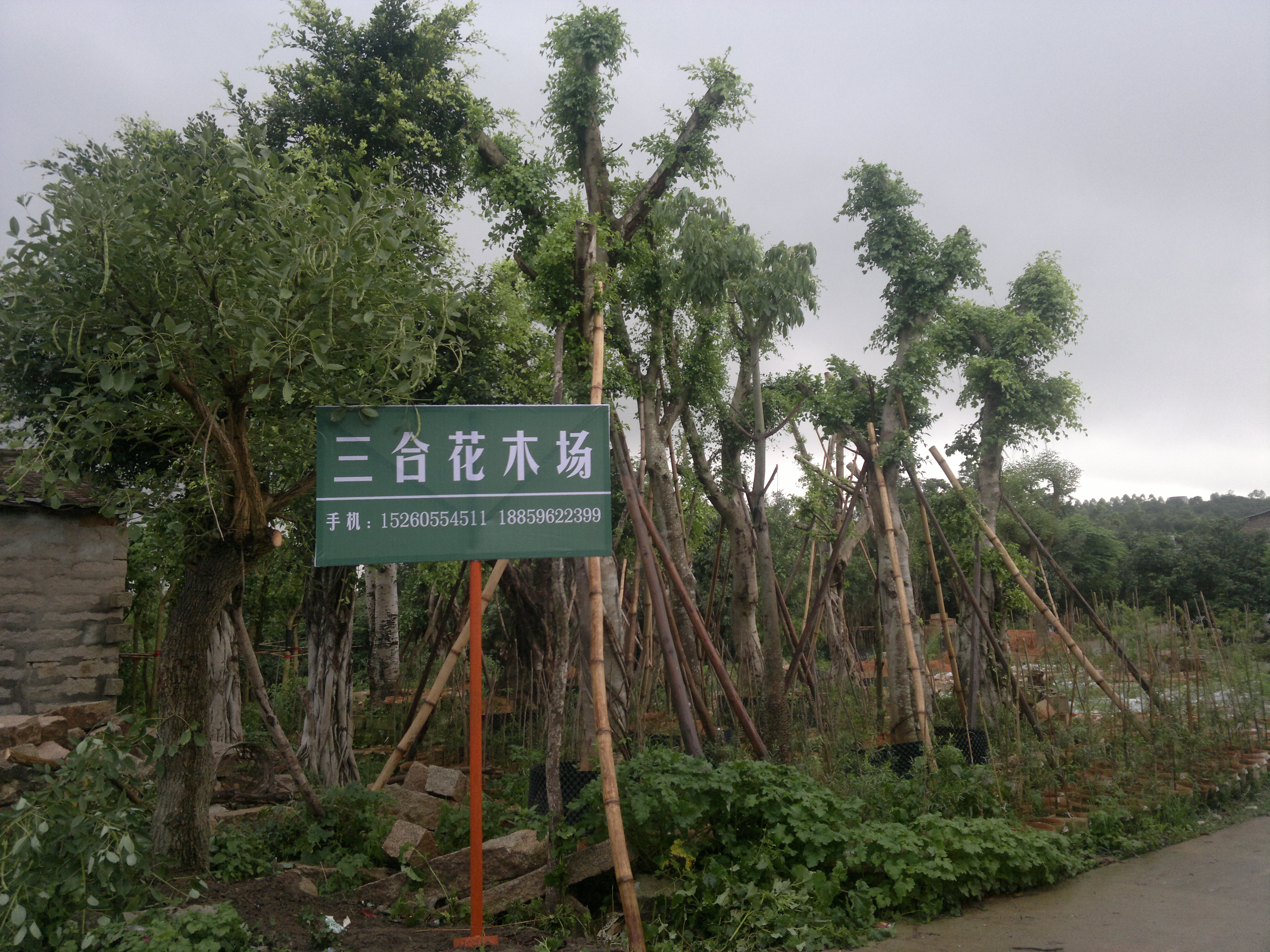 蓝花楹_福建蓝花楹_福建漳浦三合花木场|18859622399