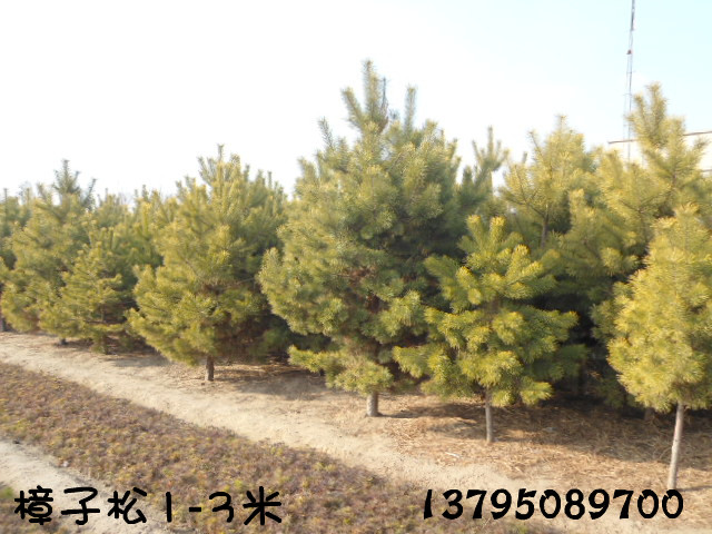 遼寧章古臺忠宇樟子松苗圃