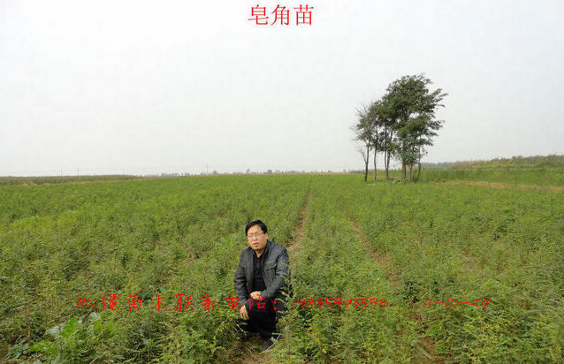 絳縣沁綠農(nóng)林苗木有限公司