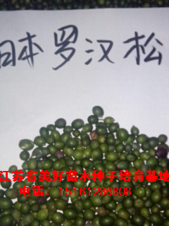 江蘇省美好苗木種子培育基地
