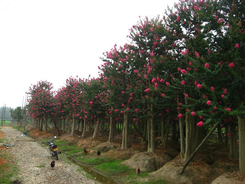 江西省修水縣漫江綠化花木場 