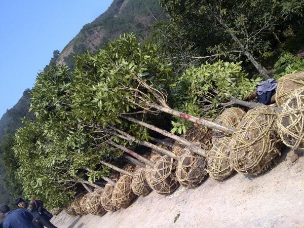 臺州黃巖順興苗圃