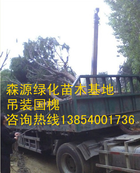 山東森園綠化苗木基地